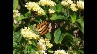 Eueides isabella dianasa Pq Ibirapuera-SP-Br 26 4 2018 Antonio Silveira