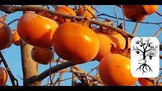 Kaki aus dem eigenen Garten essen - ein Traum!