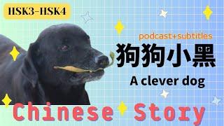 【HSK3 Chinese story】狗狗小黑 A clever dog  | Podcast & Subtitles｜Listening practice & test｜A real story