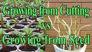 Desert Rose - Growing from Cuttings vs Growing From Seeds