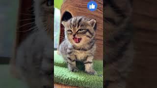 cute cat laugh latest video #shorts #fun