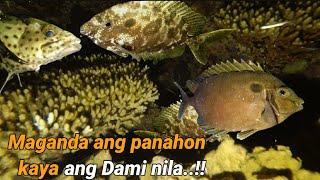 EPISODE 127 | NIGHT SPEARFISHING PHILIPPINES | Ang daming isda dito   | Drin's Adventure