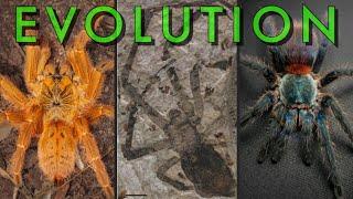 A BRIEF HISTORY of Tarantulas - 300 Million Years of Evolution!