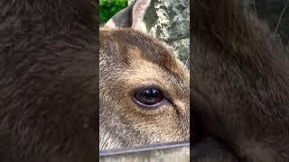 Deer Eye #ourplanetnow #ourplanet #animals #shortvideo #animal