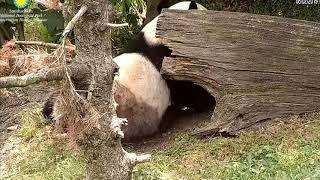 Bei Bei  Busy Panda  8-02-2019