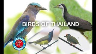 Thailand birding  trip タイの野鳥　[Kashin Channel]