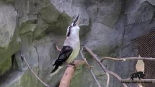 Kookaburra Laughing