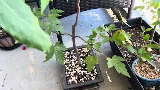 Bonsai Bench Tour