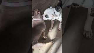 Life wit chance ep.2 #americanbulldog #americanbully #bestfriends #dogs #love #subscribe