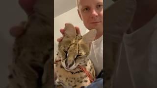 Petting a Wild Serval Cat #cat #africancat #servals #shorts