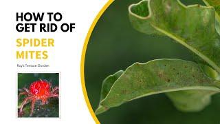 Spider Mite Solutions: A Complete Guide to Eliminate and Prevent Infestations