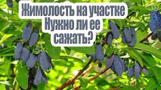 Жимолость [Описание, размножение, полезные свойства] Почему ее нужно посадить?