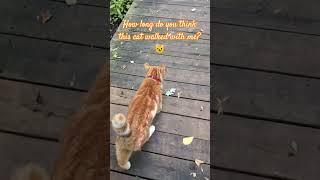 Answer: more than one minute  #cat #woods #nature #beautiful #walking