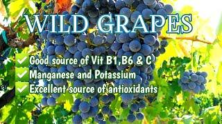 Wild Grapes Information & Facts | NovelGrapes #WildGrapes #SweetAndYummy