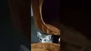pets VN