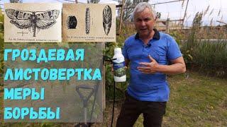 Гроздевая  листовертка на винограднике меры борьбы.
