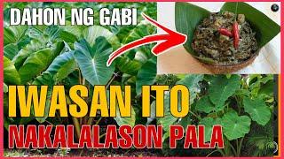 DAHON NG GABI BAKIT DAPAT IWASANG KAININ? | Bhes Tv