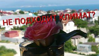 ПЕРЕЕЗД НА ЮГ В ВОЗРАСТЕ. ЛИЧНОЕ МНЕНИЕ. ПЛЯЖ МЫСХАКО ДОМ У МОРЯ