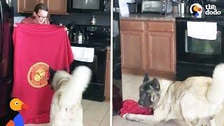 Dogs Do The "What The Fluff Challenge" Compilation | The Dodo