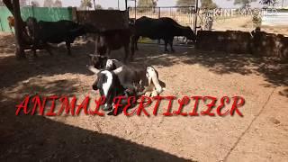 ORGANIC DAIRY FARMING || ORGANIC FARMING || SENDRIY SHETI