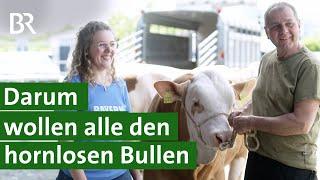 Im Trend: Zucht von genetisch hornlosen Bullen | Unser Land | BR