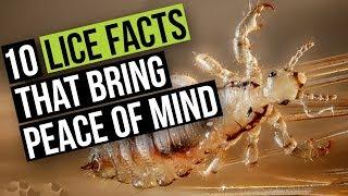 10 Things About Head Lice that WILL Put Your Mind at Ease