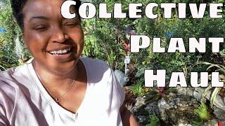 Collective Plant Shopping Haul / Hoyas Alocasias Dischidia Calathea Houseplants Tropical Plants