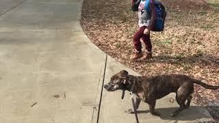 Aster (Pit Bull mix) - A Day w/ the Niermans | Board and Train @ Dog Psychology and Training Center