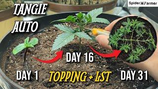 How I Grow E11- Topping and LST - Training Autoflowers - Tangie Auto Fastbuds -Spiderfarmer SF4000
