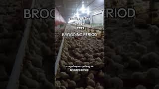Broiler Farm Manager Tips "Brooding" #farmtok #poultryfarming #broiler #farmmanagement #farming