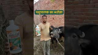 Bada Calf पर पशुपालक का अटूट विश्वास 