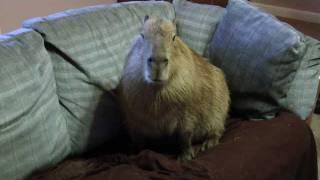 A Very Special Capybara  Most Adorable Animal in the World 世界で最も愛らしい動物