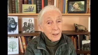 Dr. Jane Goodall's Message on World Swift Day 2024