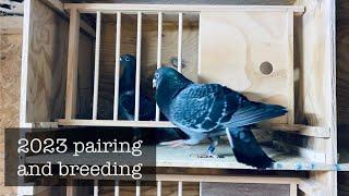 2023 pairing and breeding racing pigeons!