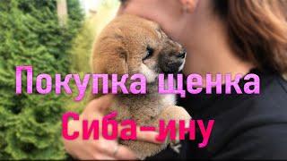 Сиба Ину/ Покупка щенка 1,5 месяца