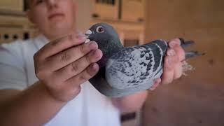 Inside the Pigeon Loft of Radu Moldovan: A Young Champion in Extreme Marathon Racing