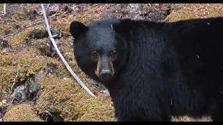 The Bear That Partially Consumed Adelia Maestros Trujillo In Her Home