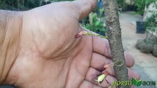 Frutíferas Produtivas a Venda