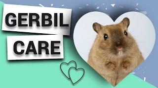 Gerbil Care: What you NEED to know before owning gerbils