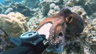 Octopus Encounters  