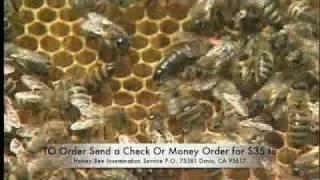 Insemination of Honey Bees