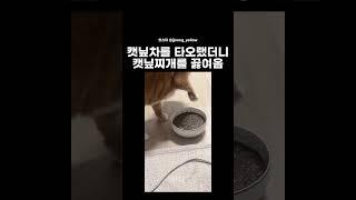 초보 집사의 실수