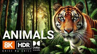 4K HDR Wildlife | Majestic Creatures in Dolby Vision | Soothing Nature Experience