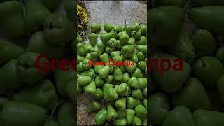 Green water apple harvest