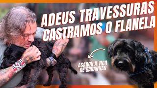 DESCOBRIMOS QUE UM DOS CACHORROS ADOTADOS AINDA NÃO ESTAVA CASTRADO!