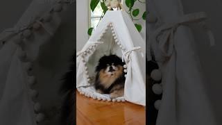 Dog takes revenge on owner throwing out toy  #dog #pomeranian