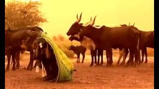 Odisseia Tribal Os Wodaabe - Full Documentary 2017