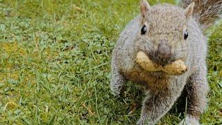 Squirrel Finds Nut And Eats It