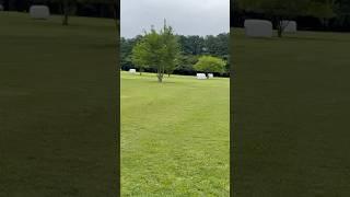 Must beautiful horse  center #horse#travelvlog #shortvideo #