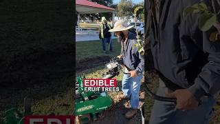 Fruit Trees Planted in the City of Beaumont, Texas  #fruit #tree #plants #planting #beaumont  #bmt